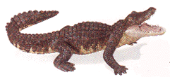 alligator toy