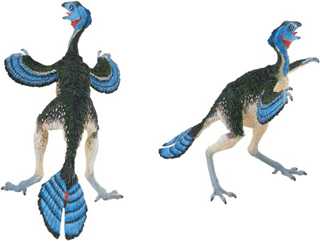 Caudipteryx Dinosaur