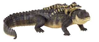 alligator_w_babies.jpg