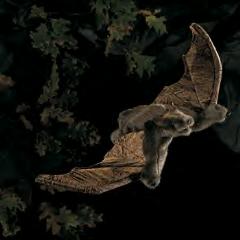 bat puppet photo
