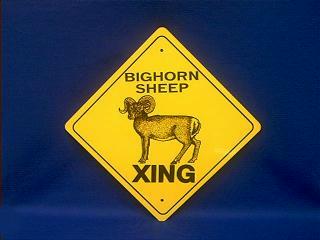 big horn sheep crossing sign