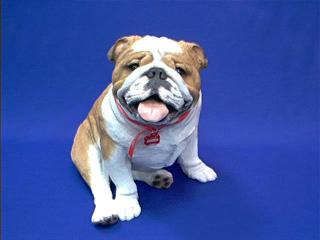bulldogsand4.JPG