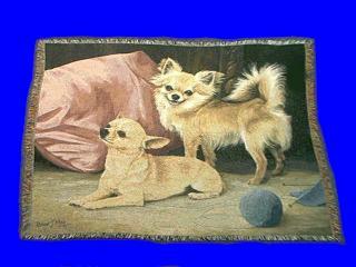chihuahua blanket