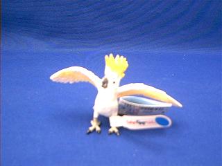 cockatoo toy
