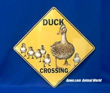 duck crossing sign