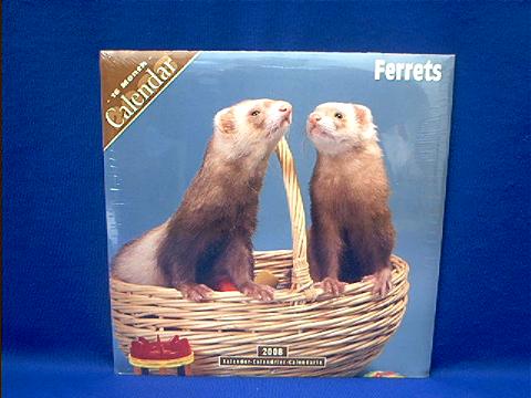 ferret_2008.JPG