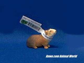 guinea-pig-toy-miniature-brown.JPG