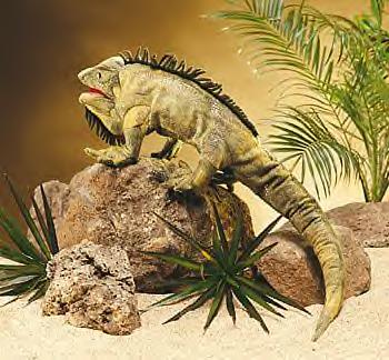iguanpupflk.JPG