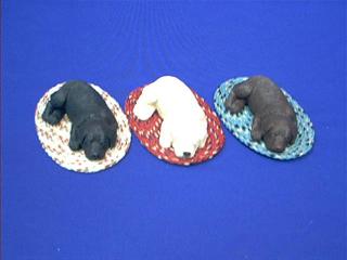 labrador retriever figurine
