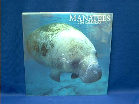 manatee_2008.JPG