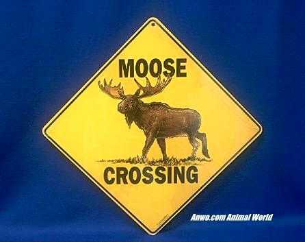 moose crossing sign