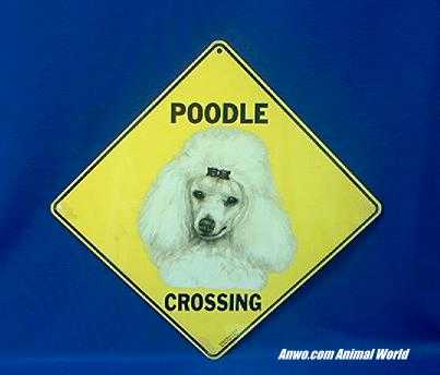 poodle crossing sign