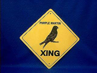 purple_martin_crossing.JPG