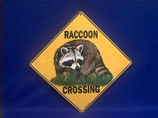 raccoon crossing sign