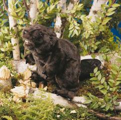 beaver puppet