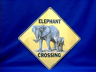 elephant crossing