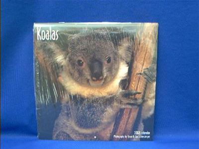 koala_2008.JPG
