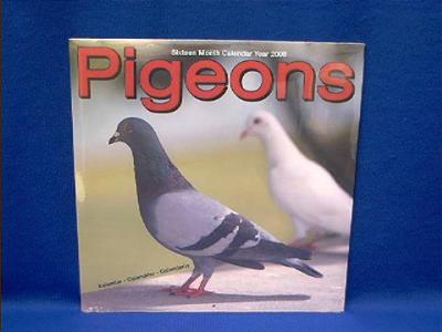 pigeon_2008.JPG