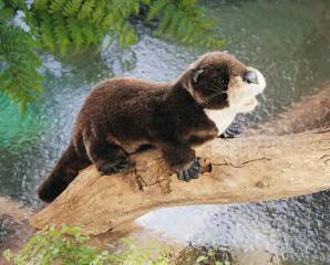 river otter puppet