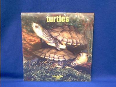 turtles_2008.JPG