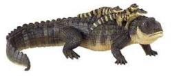 alligator with babies toy miniature
