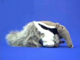 anteater stuffed animal plush