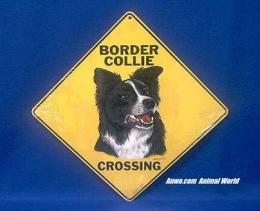 border collie crossing sign