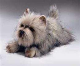 cairn_stuffed_russ_lg.jpg