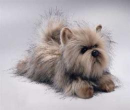 cairn_stuffed_russ_md.jpg