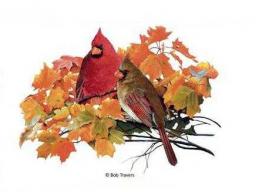 cardinal shirt for bird lovers