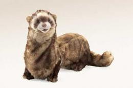 ferret puppet folkmanis large