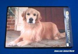 golden retriever doormat usa