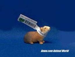 guinea-pig-toy-miniature-brown.JPG