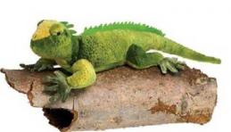 iguana stuffed animal plush 