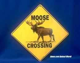 moose crossing sign