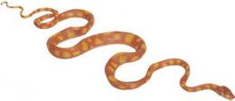 snake_toy_boa.jpg