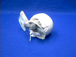 turtle toy egg