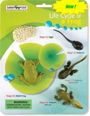 Frog Toy Life Cycle Miniature Replica at Animal World®