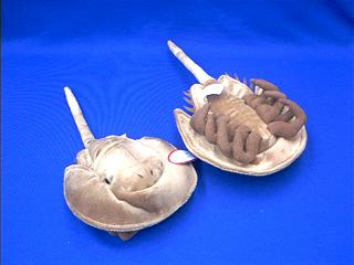 horseshoe crab plush