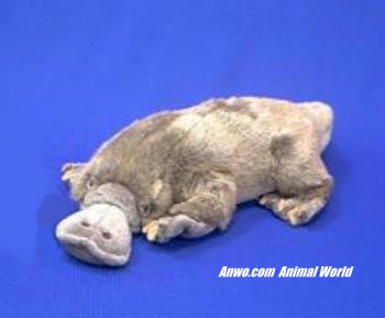 stuffed platypus plush