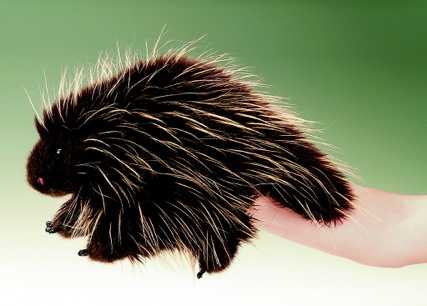 stuffed porcupine dog toy