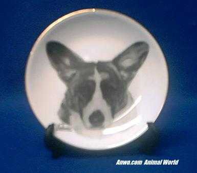 cardigan welsh corgi plate porcelain
