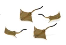 cownose sting ray mini toy good luck miniature