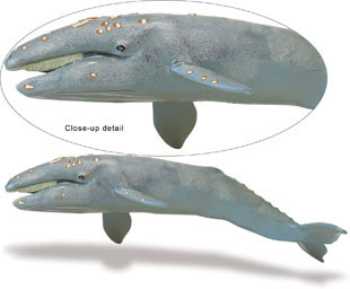 gray whale toy miniature replica