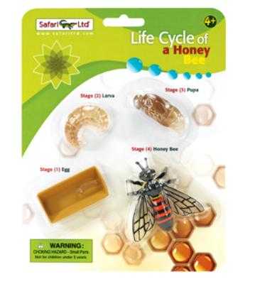 honey bee life cycle toy miniature