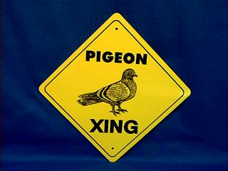 pigeon crossing sign