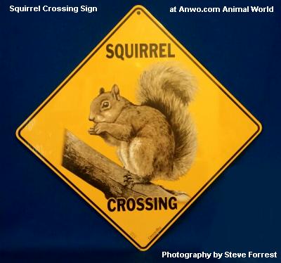 squirrel crossing sign outdoor