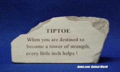 tiptoe herd stone