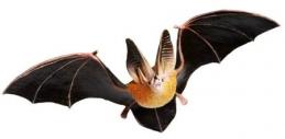 bat toy replica townsend big ear
