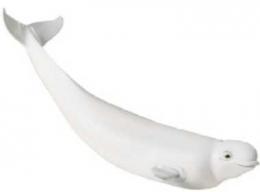 beluga whale soft toy